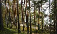 Переработка леса в карелии