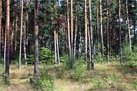 irkutsk-les.jpg
